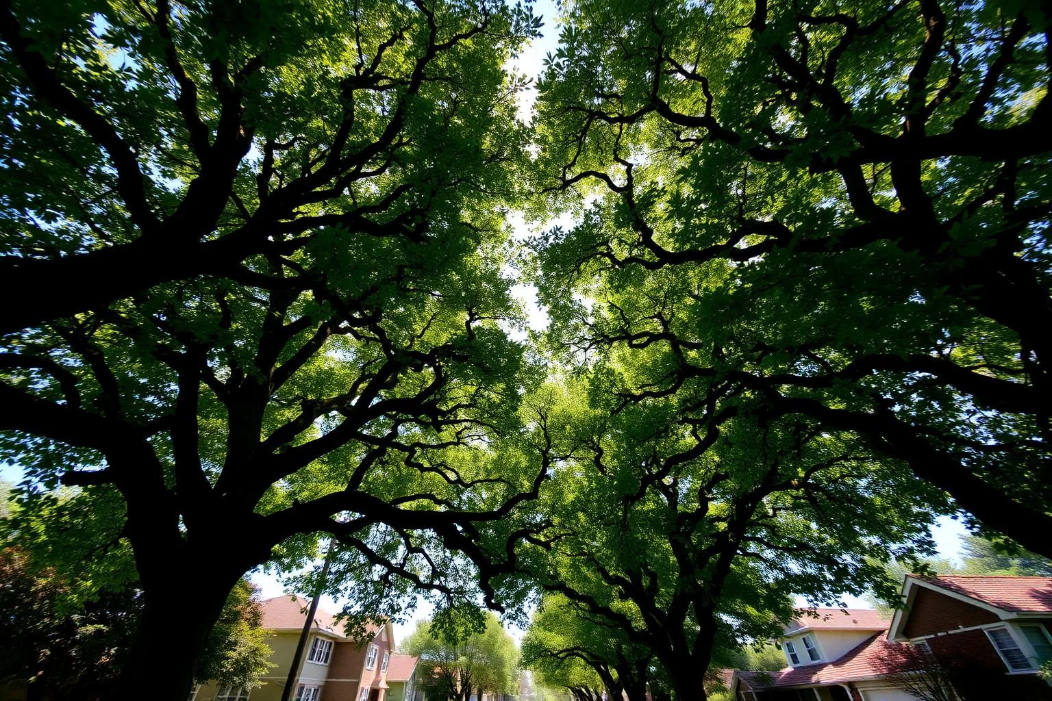 Mature oak canopy closing overhead on a Sharon Woods street in Charlotte