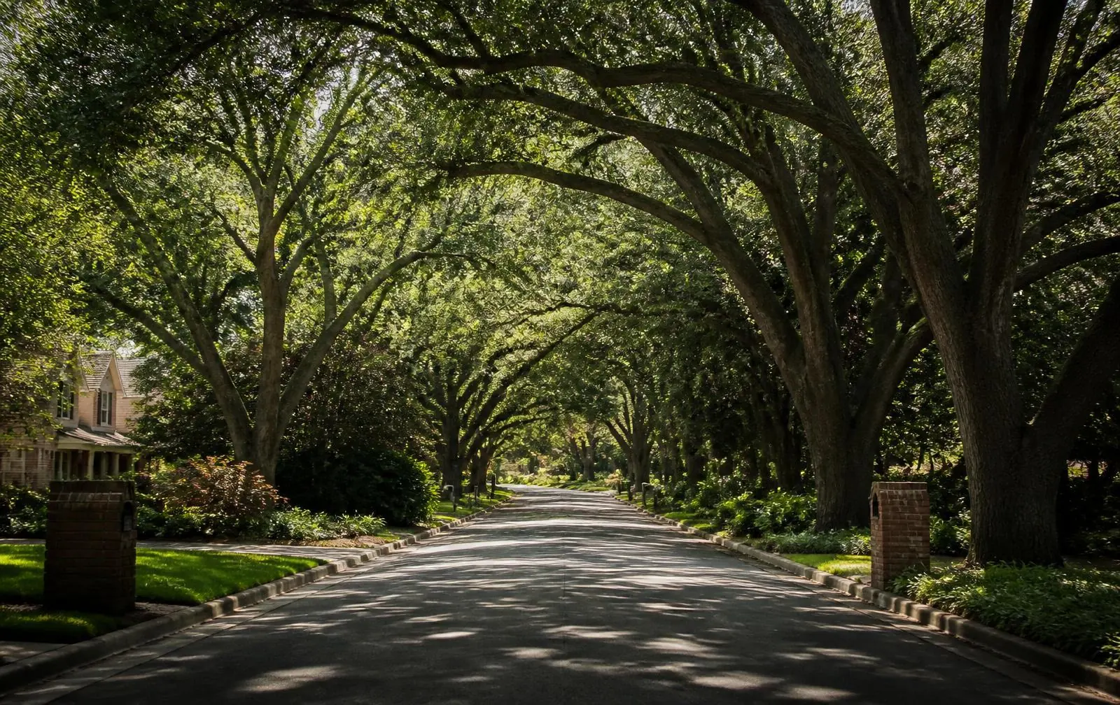 A canopied residential street in Sharon Woods on a school morning